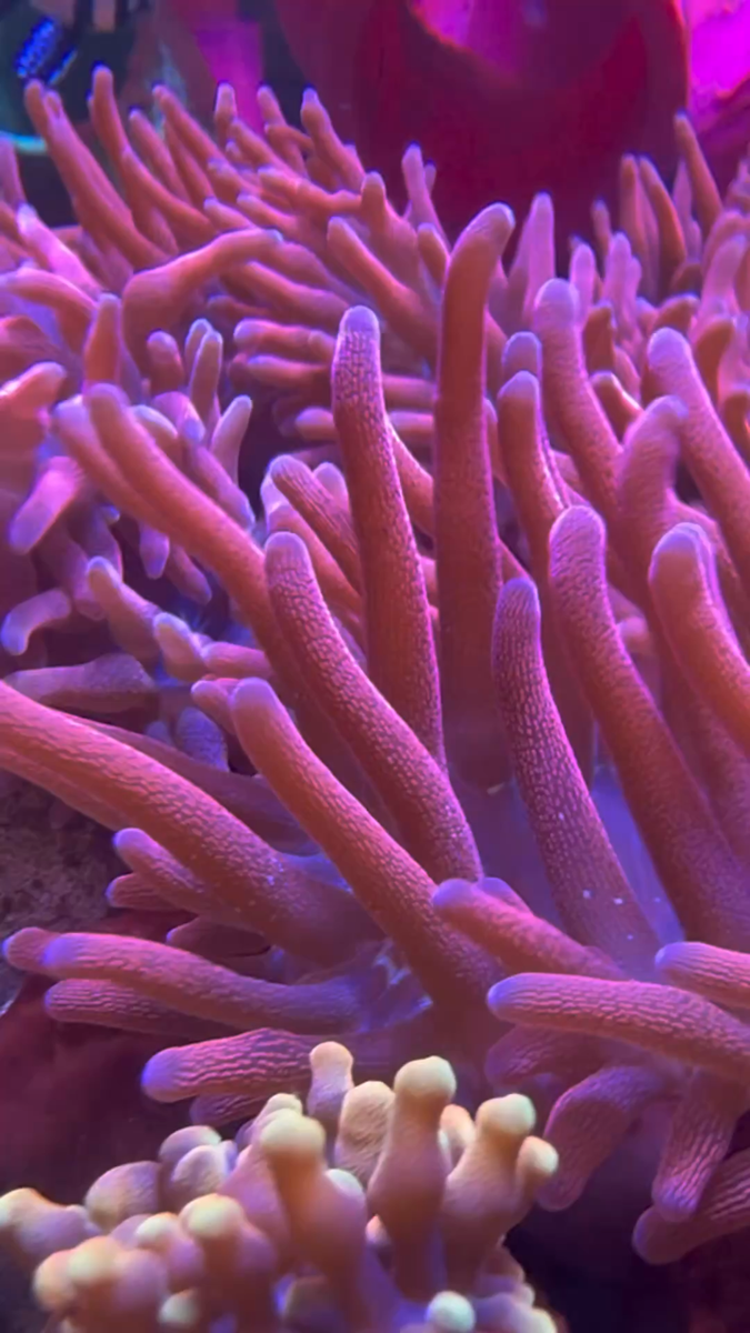 Black Widow 🕷️Rainbow 🌈 Bubble Tip Anemone, BTA, WYSIWYG