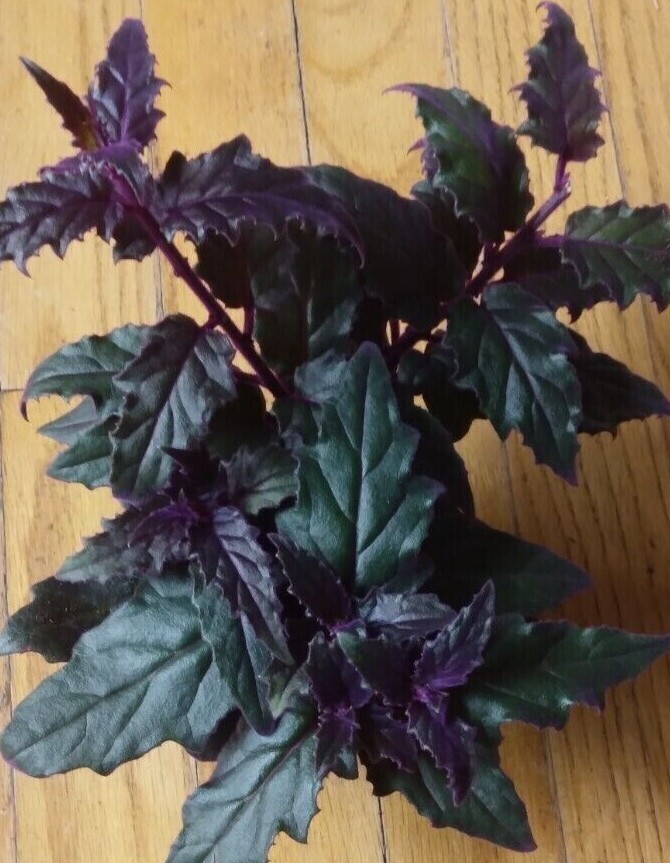 RARE Purple Passion Gynura Aurantiaca Velvet Live Plant in 4 Inch Pot  