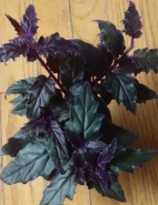 RARE !! Purple Passion plant (Gynura Aurantiaca) purple velvet LIVE plant 4" POT