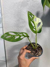 Monstera adansonii variegated