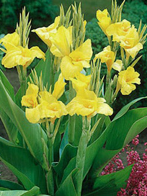 花梨シリーズ 5 Stunning Yellow Flower with Red Speckles Cannaceae-Canna Lily