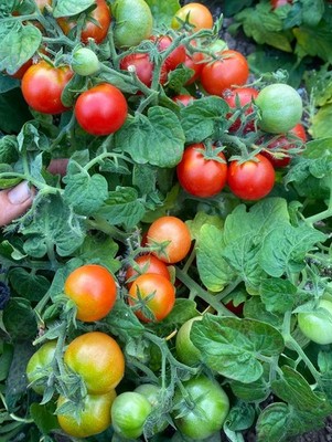 TOMATE WINDOW BOX RED MICRO DWARF 10+ SAMEN P 735