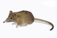 HANSA BH7233 Short-eared Elephant Shrew 12 Plush