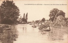 79 SEVRE RÄNDER SUMPFERNTE