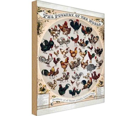 Holzschild 18x12 cm Geflügelart the poultry of worls Dekoration Deko Geschenk Ho