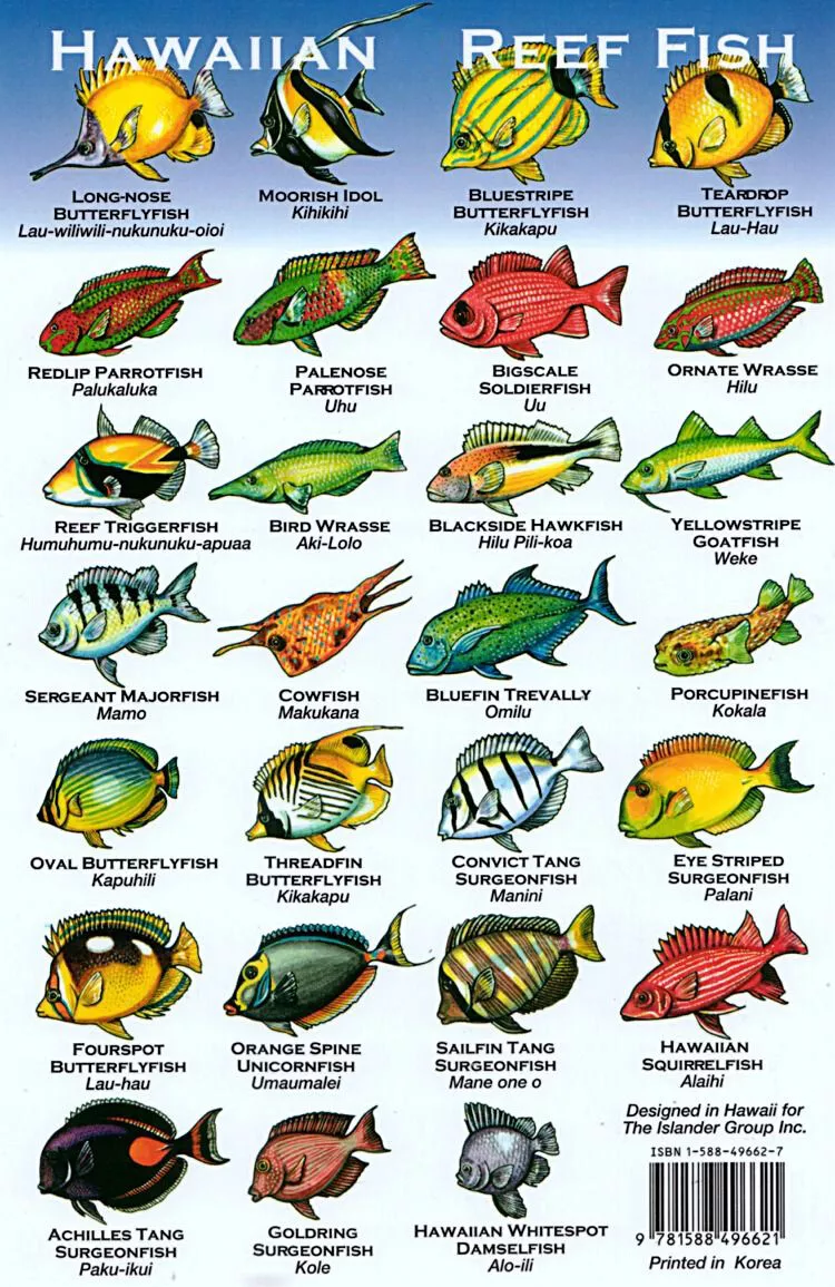 Guide to Hawaiian Reef Fish Poster Print