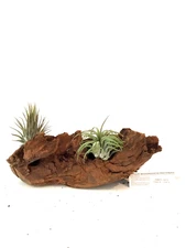 Malaysian Driftwood & Air Plant: A Perfect Fusion of Nature's Beauty, S (10~12")