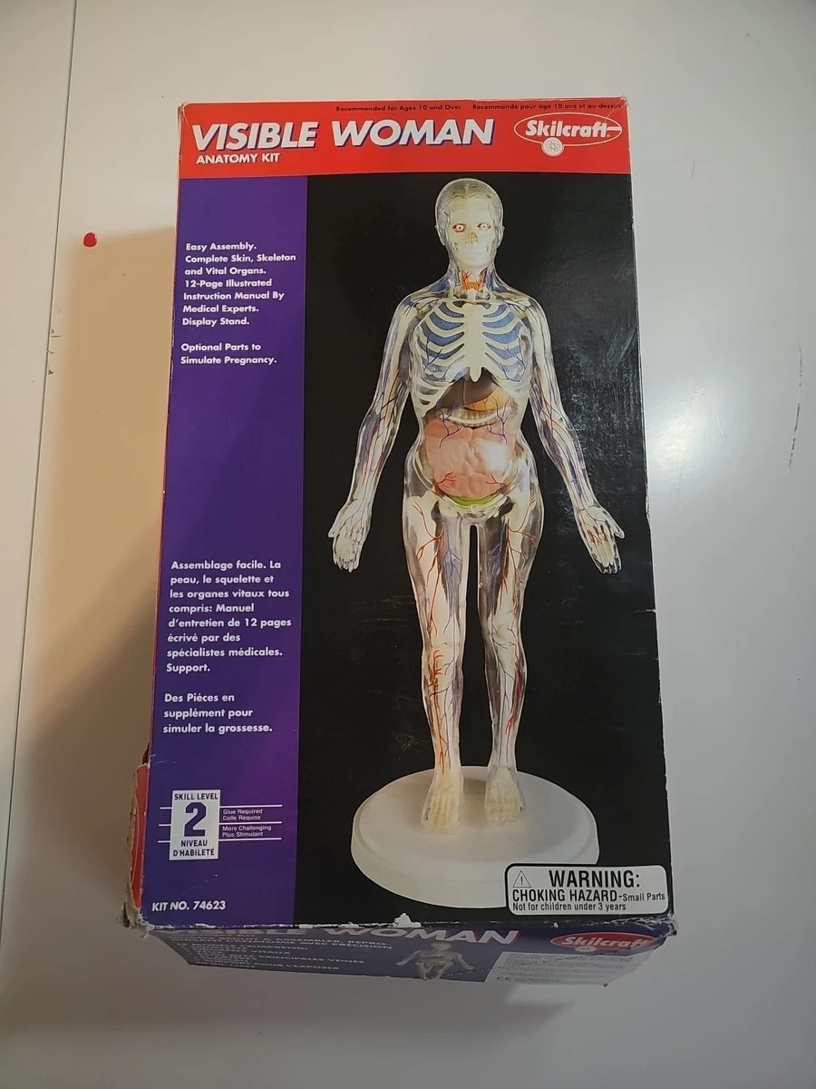 Visible Woman Indiana OTHER Models & Kits for sale | eBay