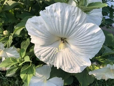 White Dinner Plate Hibiscus Perennial Flower Seeds Huge 10-12” Flower 30 Seeds