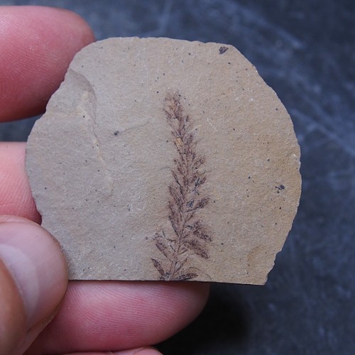 Planta fósil de hojas de secuoya Metasequoia sp. 10 - Imagen 2 de 6