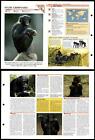 Pygmy Chimpanzee #263 Mammals Wildlife Fact File Fold-Out Card