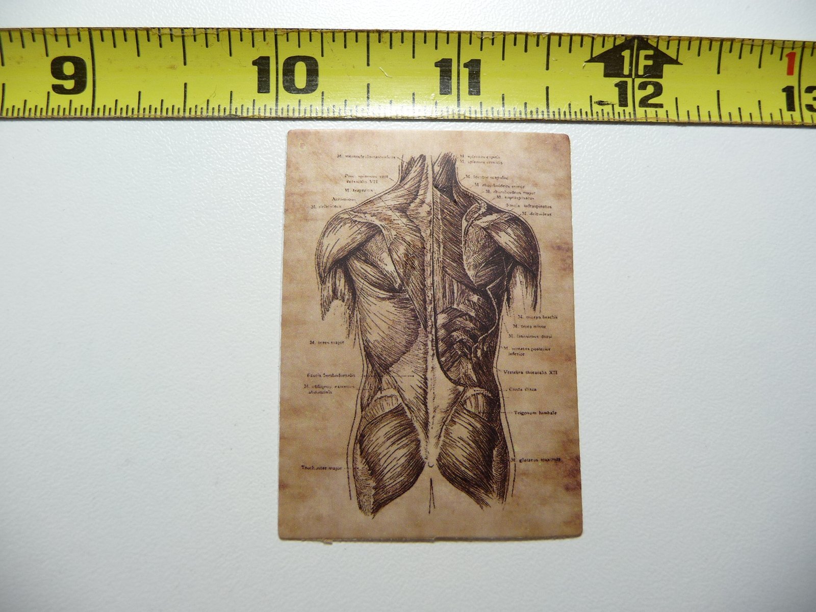 ANATOMY PHYSIOLOGY BACK GLUTEUS DECAL STICKER VINTAGE HUMAN GOTH ILLUSTRATION