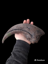 Baryonyx walkeri artiglio manuale replica fossile-Dinosauri-Teropodi-Paleontologia