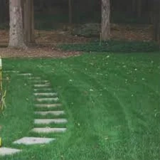 5 LBS CREEPING RED FESCUE BLUEGRASS PERENNIAL RYGRASS SHADY LAWN GRASS SEED MIX