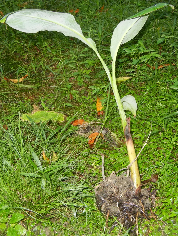  Plantain Banana Tree Saba Musa Plantation Fruit easy Quick shade get 20 ft tall - Image 4 of 4