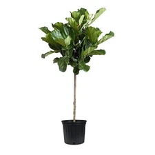 Fiddle Leaf Fig | 3 Gallon | Ficus lyrata | Low Maintenance | Hardy Plant Plant