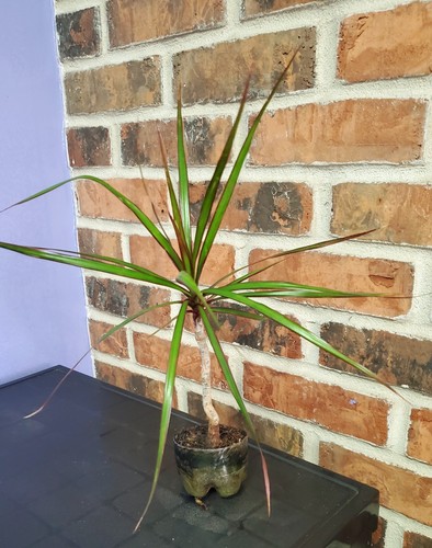 Dragon Tree Dracaena Marginata Plant