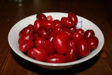 CORNUS MAS- CORNELIAN CHERRY-20 SEEDS