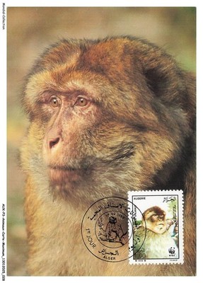 AUXP3-0131-ANIMAUX-CARTE-MAXIMUM - Barbary Makak