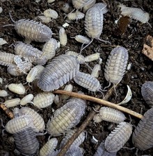 10 Ct Armadillidium Peraccae Beginner Isopod Bioactive Cleanup Crew 2 day ship