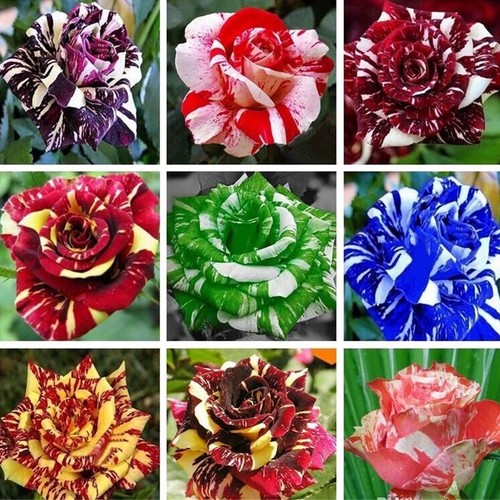 20/25PCS Mixed-Color Rose, Phalaenopsis And Iris Seed Garden Flower Plants - Picture 3 of 14