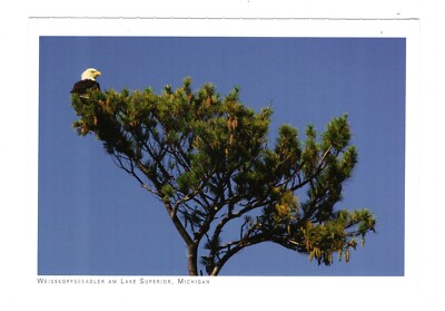 AK Ansichtskarte Weißkopfseeadler am Lake Superior / Michigan USA