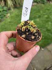 Venus Fly Trap, Dionaea muscipula B01   in a 6cms Pot