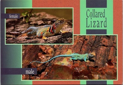 Vintage Postcard Male and Female Collared Lizard Reptile 