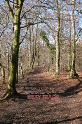 FOTO COTSWOLD WAY AUF WOTTON HILL DER COTSWOLD WAY FÜHRT DURCH WALD AUF W