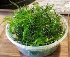 1 Cup Guppy Grass Live Aquarium Plant Buy 2 Get 1 Free