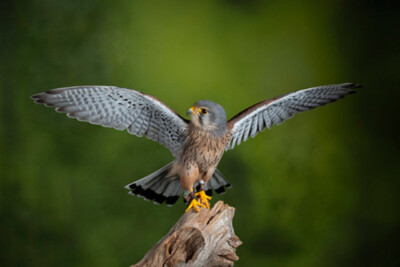 Wandbild: Schönes Porträt von Kestrel Falco Tinnunculus in Studioumgebung [...]