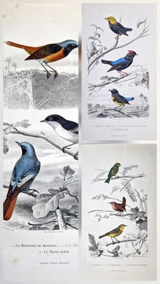 3 Gravures anciennes originale 1850 oiseaux Buffon Orbigny bird antique print - Photo 1/4
