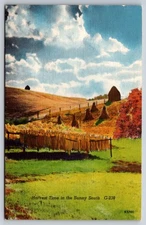 Vintage Postcard Harvest Time Sunny South Farm Scene USA Unposted