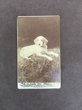 Photo / CDV / Chien de chasse …