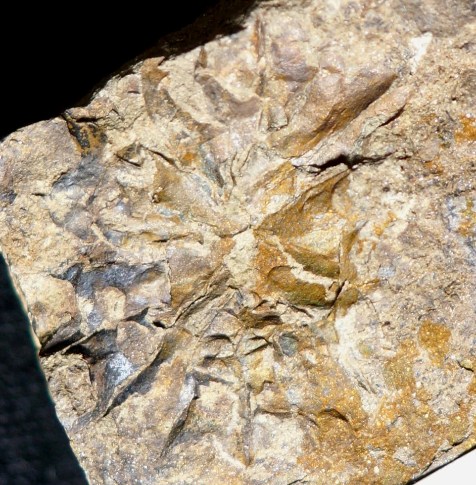 Ultra RARE ! Museum complete silurian unknown oldest Rosette land plant fossil ! - Image 3 of 4