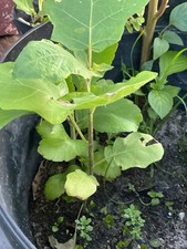 Jamaican Susumba Turkey Berry Organic Live Plant 6-10   St.Florida Grown