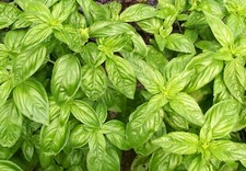 300 GENOVESE ITALIAN BASIL SEEDS FRESH HARVEST FOR GARDENS