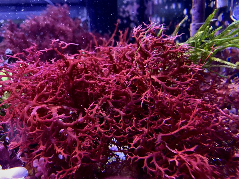 Comprehensive Macroalgae Aquarium Combo Pack Live Algae and Animals eBay