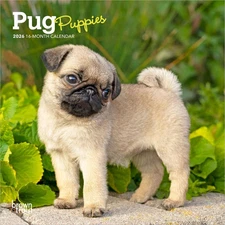 BrownTrout,  Pug Puppies 2026 Mini Wall Calendar, 7'' X 7'', 16-Month Calendar w