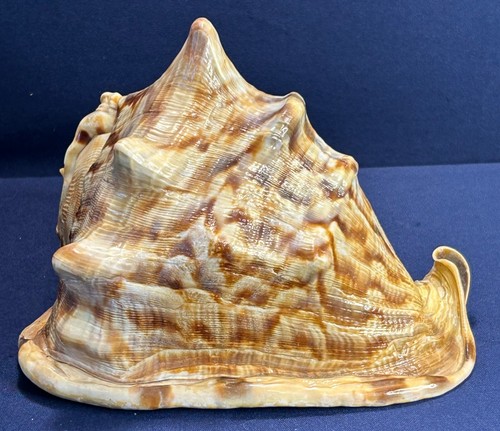 KING HELMET STRIPED CONCH SHELL - 7” LONG - BEIGE/BROWN PATTERN - BEAUTIFUL! - Picture 3 of 12