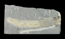 5.32"RARE EARLY VASCULAR PLANT BARAGWANATHIA LONGIFOLIA FOSSIL VICTO AUSTRALIA 1