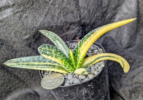 Gasteria carinata v verrucosa variegata VARIEGATED succulent plant Haworthia fam - Picture 4 of 6