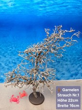 Garnelen Wüstenbusch XXL Dry Tree Wurzel Natur auf Tonscheibe