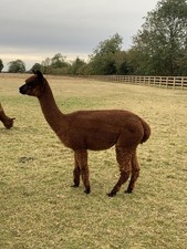 India's Brown Huacaya Alpaca Raw Blanket Fleece 1.5kg For Spinning&Felting