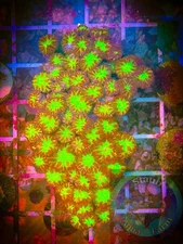 SAF~Ultra Blastomussa Merletti Live Coral “WYSIWYG” SPS, LPS, Colony,Blasto