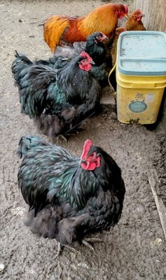 Barnyard Mix Orpington Brahma Amerucana Hatching Eggs 2 Dozen 
