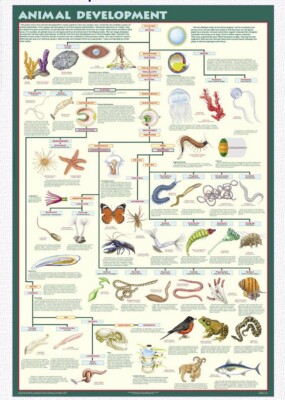 New Animal Development Innovative Poster A104S 24'' X 36'' Evolution Educational 