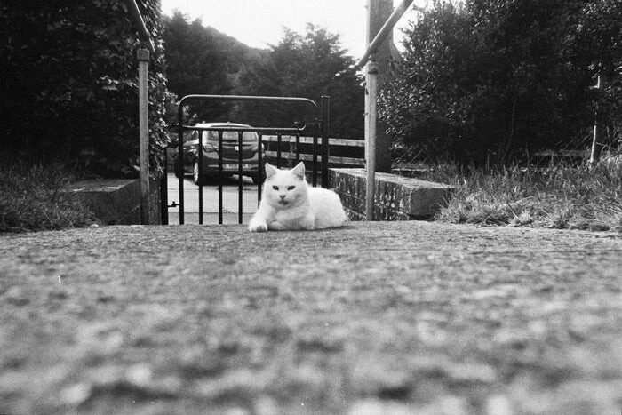 2 Rolls - Foma Fomapan Action 400 - 36exp, 135/35mm Black & White Negative Film - Image 2 of 3