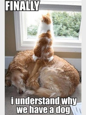 Humorous   cat dog refrigerator magnet   3 1/2 x 4 1/2