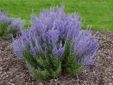 Russian Sage Live 1 Gallon Plant, Fully Rooted